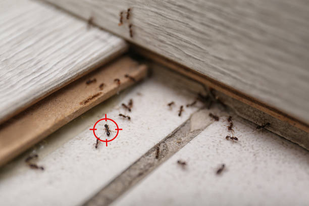 Best Ant Control Services  in Combe, LA