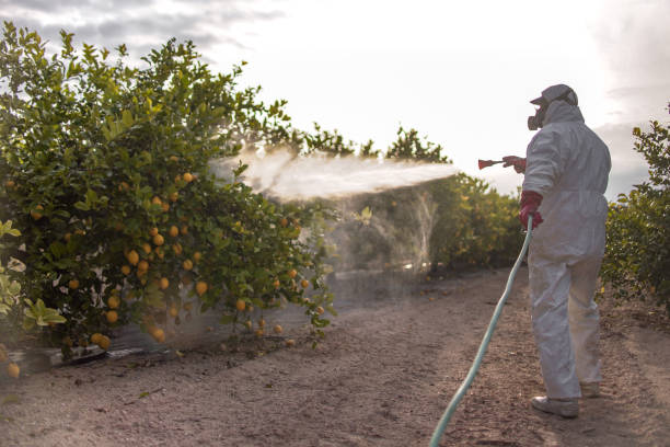 Best Pest Inspection Near Me  in Combe, LA