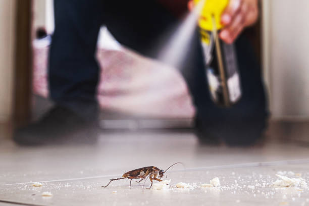 Best Rat Extermination Near Me  in Combe, LA