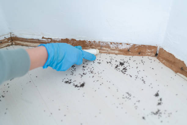 Best Cockroach Control Services  in Combe, LA