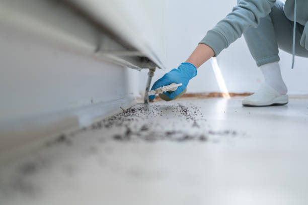 Best Wasp Removal Services  in Combe, LA